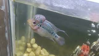 Big Flowerhorn Fish playing in Aquarium