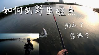 前打/落入  釣魚必學觀念！【釣鱸魚的技巧！】feat.前打小紘