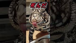 【閲覧注意】#トカゲ #テグー #爬虫類 #ペット #オオトカゲ #飼育 #shorts #reptiles #レオパ #ニシアフ #カエル