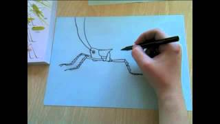 Orthoptera (A quick guide) | BIOL1001 Student Video