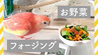 きながついに…！ | インコのお野菜フォージング | インコがかじれる手作りおもちゃ［きなもも愛用のいっぴん#9］