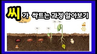 [나대유쌤] 초등 4학년 1학기 과학 3단원 5차시(56~57) 씨가 싹트는 과정 알아보기 원격수업영상(디지털교과서 활용)