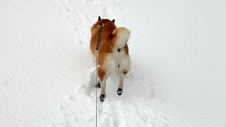 Shibe walks bravely, but when he sees the endless snow, he decides to head home at full speed.