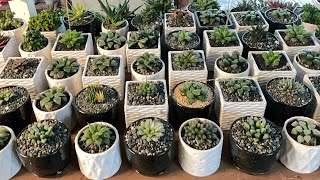 My Haworthia collection- video#13