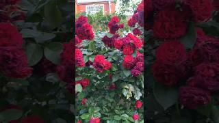 Lovely Red Roses. #redrose #roseflowers #beautiful #amazing