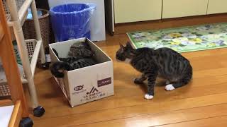 保護猫もも　09   トラとももは毎日こんな感じで遊んでますw