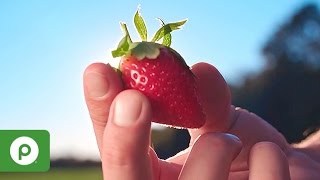 January - March | At Season’s Peak: Strawberries from Plant City, Florida at Publix