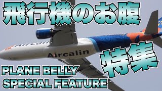 飛行機✈️のお腹特集　海外のいろんな飛行機のお腹はどうなってる❓ PLANE BELLY SPECIAL FEATURE | What's going on in bellies of planes?