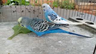 FORMANDO CASAL DE PERIQUITOS AUSTRALIANOS