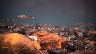 Underwater video of the Warashina River Shizuoka Japan 藁科川鮎遡上　2020.5.2　ｺﾛﾅにも負けず