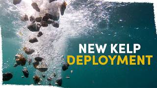 How we're changing our kelp deployments | VLOG