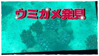 《川平湾》うっとりするような景勝地のグラスボートでウミガメ発見!