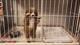 子犬が我が家にやってきた【生後2ヶ月】キャバプーの子犬【短編】