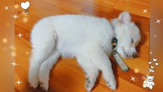 【可愛い寝言①】北海道犬あずきの赤ん坊の頃  #生後2ヶ月 #shorts  今でもよく寝言を言う  #赤ちゃん  #寝言 puppy sleep talk♡