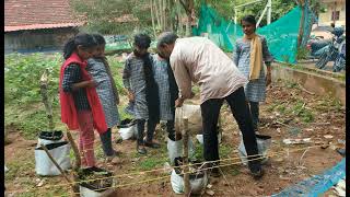 സ്കൂൾ പച്ചക്കറിത്തോട്ടത്തിൽ നാടൻ വളപ്രയോഗം    AMUPS  k nagaram