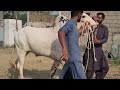 Racer Bull Ranjha || Dera Eid ul Azha || Big Kohan Beauty for 2026 || Eid ul azha Fun