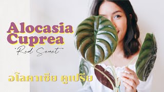 [วันละต้น] อโลคาเซียคูเปรีย Alocasia Cuprea RedSceret |วิธีดูแลอโลคาเซียคูเปรีย ช่วงนี้ราคาพุ่งปรี๊ด