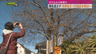 冷え込みの影響か　河津桜の開花進まず　河津桜まつり期間延長を検討へ（静岡・河津町）