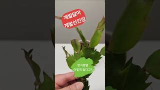 게발선인장 번식방법은 이렇게.. 참 쉽죠이~~ #식집사