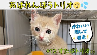 すたば13【子猫保護】暴走子猫たちのゴハン事情🍚生後１ヶ月半あばれん坊⚡👑［#子猫 / #脱走 / #ケンカ］runaway kitten's meal situation✨😼🍼