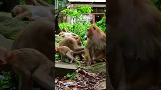 Luno's Giggles and Mommy's 💕😘❤️  🐒#94 #short #macaque #cute #monkeybehaviours