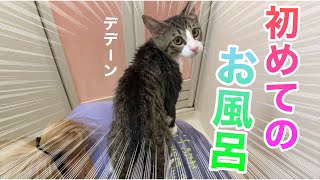 【保護子猫】初めてのお風呂！！に入れてみたら...笑