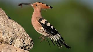 The Hoopoe: Close Up HD Footage (Upupa epops) #birds #birding #birdlife #wildlife #birdwatching