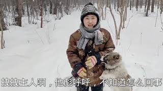 東北又下大雪了！ 刺老芽在山裡放二踢腳真開心，感覺回到小時候了！旺旺和毛子飆演技，小刀看出誰是忠狗，從小養大的就是不一樣！