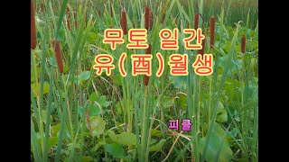 십간론 75 🏺 무토 일간 유(酉)월생 - 피클의 행복한 명리