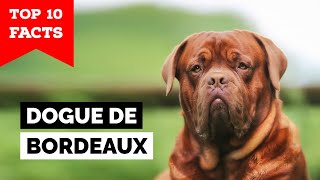 Dogue de Bordeaux - Top 10 Facts