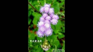 紫色浪漫/紫花藿香薊邂逅記