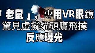 「老鼠」，專用VR眼鏡！驚見虛擬貓頭鷹飛撲反應曝光