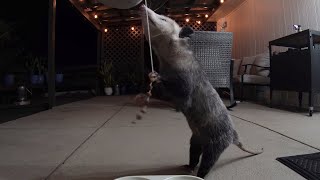 Possum Piñata 2: String Of Destiny