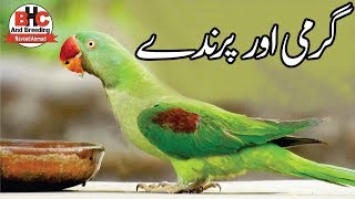 Lovebirds Breeding Tips | Kya Garmi Mein Birds Se Breed Leni Chahiye Yan Nahi Video Urdu/Hindi