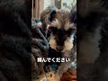 【お願い】ミニチュアシュナウザー　 シュナウザー ミニチュアシュナウザー 犬 miniatureschnauzer dog