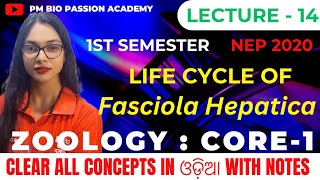 BSc ZOOLOGY-1st SEMESTER//CORE-1: LIFE CYCLE OF Fasciola hepatica //By-Pratikshya Mishra