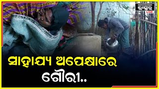 ଦୁଇ ବର୍ଷ ହେଲା ରୋଗ ଶଯ୍ୟାରେ ଗୌରୀ , ଚିକିତ୍ସା ପାଇଁ ଅର୍ଥ ସାଜିଛି ବାଧକ