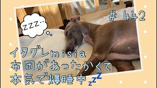 ひなたぼっこしてイタズラしてお昼寝してパパに抱っこ♡な１日を過ごすイタグレｍｉｓｉａ(ミーシャ)【生後442日】【うちの子375日目】【イタリアングレーハウンド】【パピーズママ出身】