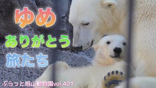 【旭山動物園/ホッキョクグマ】ゆめ王子動物園到着。前編。生まれてからの1年。vol.401/Polar bear cub says goodbye to mother .first half