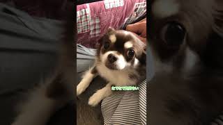 編集中だよ？パパに甘えん坊してこないでよ！？#shorts #チワワ #犬 #cute #dog #ポメラニアン #youtubeshorts