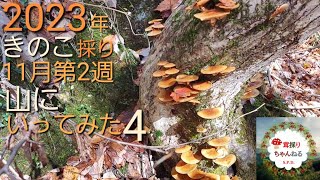 2023年 きのこ採り 11月第2週 山にいってみた 4 （  ハタケシメジ ナメコ きのこ狩り ）