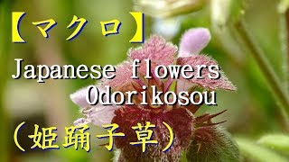 【マクロレンズ】野の花 Japanese flowers Odorikosou　ヒメオドリコソウ（姫踊子草）