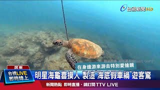 明星海龜傑尼不怕生喜摸人 潛客抱胸自保