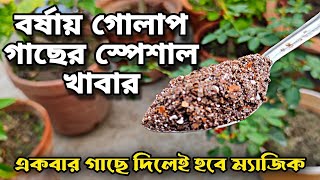 এক চামচ খাবার গোলাপ গাছে দিলেই বর্ষায় আপনার গাছ হবে সবথেকে সুন্দর || Rose food in monsoon ||