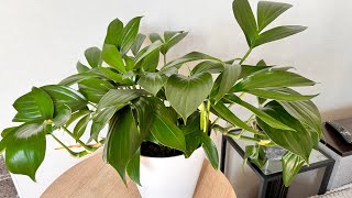 Philodendron Dragon Tail - обзор вида и уход