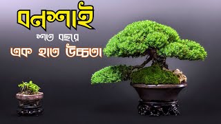 ১০০০ বছরে মাত্র ১ হাত লম্বা হলো 🤔!! Bonsai tree that can make your home more besutiful