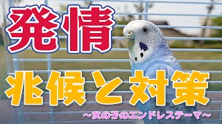 【悪戦苦闘】セキセインコ（メス）のそらちゃんの、発情の兆候と対策