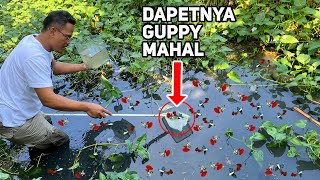 BERBURU IKAN GUPPY LIAR DI SAWAH! GAK KECEWA...