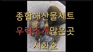 2021 02 04 인천에서 가까운 우럭조개.새조개포인트 공개 키조개는 덤 #우럭조개#키조개#새조개#인천해루질#영흥도해루질#시화호해루질#시화방조제해루질#우럭조개포인트#새조개포인트