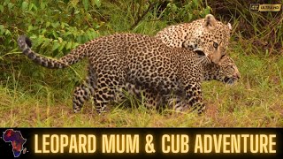 Leopard Mum \u0026 Cub adventure and feeding.